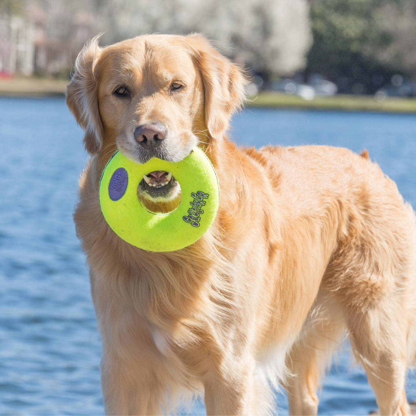 KONG AirDog Squeaker Donut Large x 1