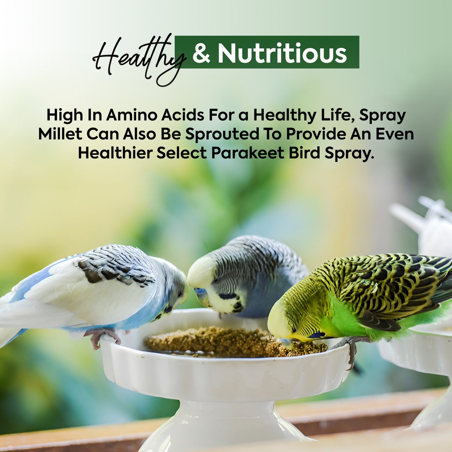 1 kg Millet Spray - Beewarm Wild Birds Food