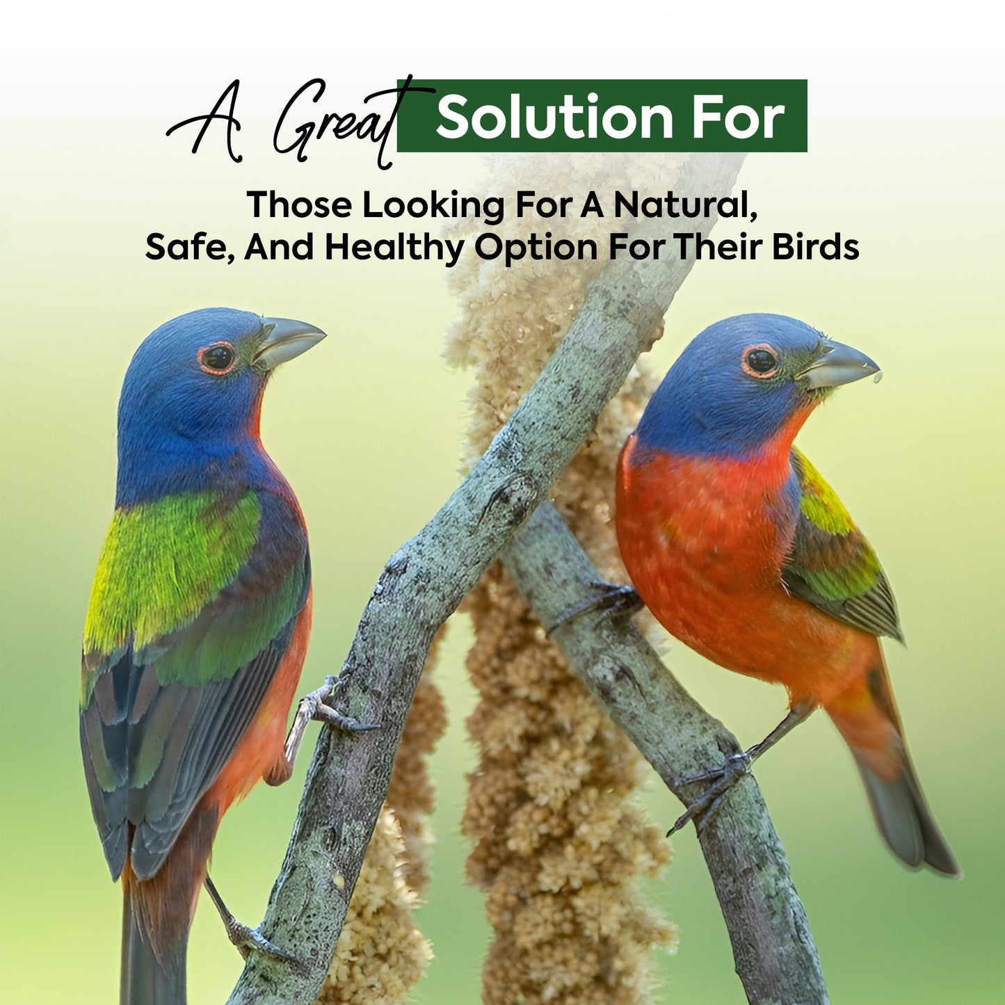 1 kg Millet Spray - Beewarm Wild Birds Food