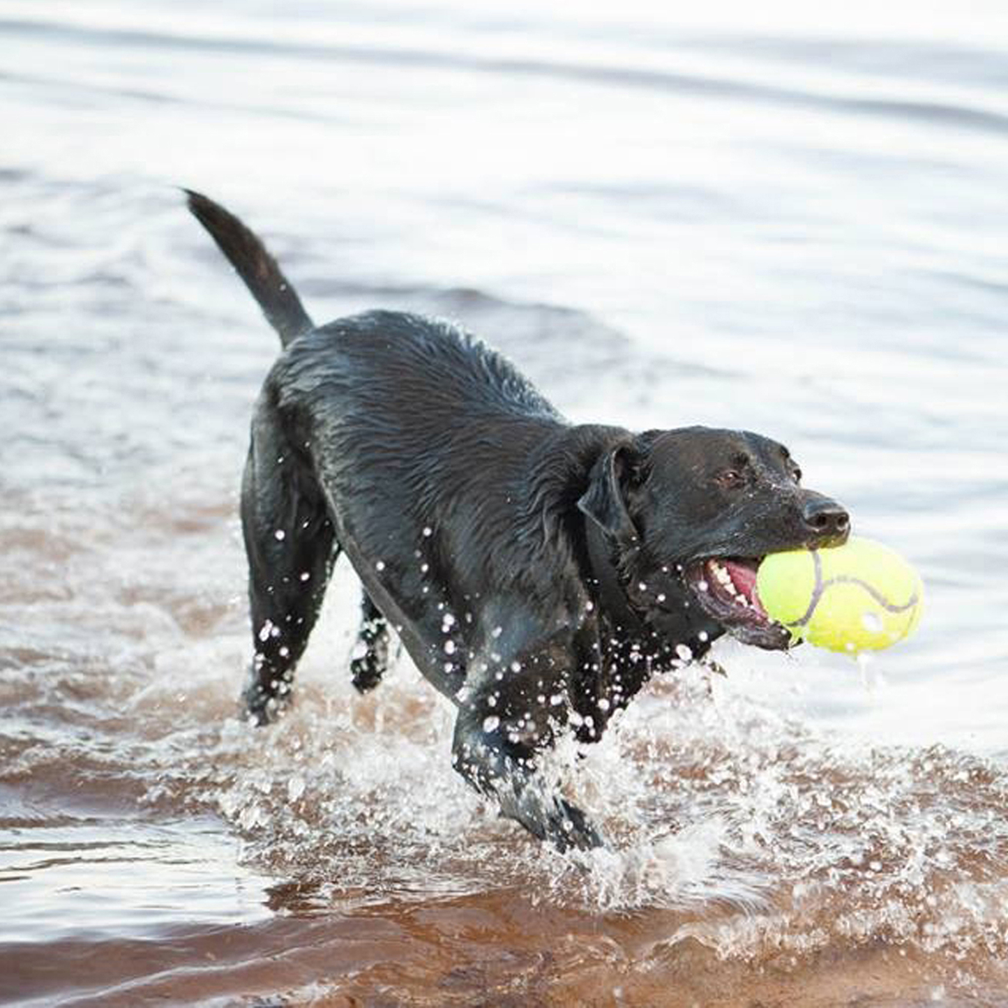 KONG AirDog Squeaker Football - Small x 1