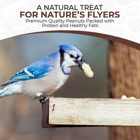 5L Bag Peanuts in Shell- Beewarm Wild Birds Food