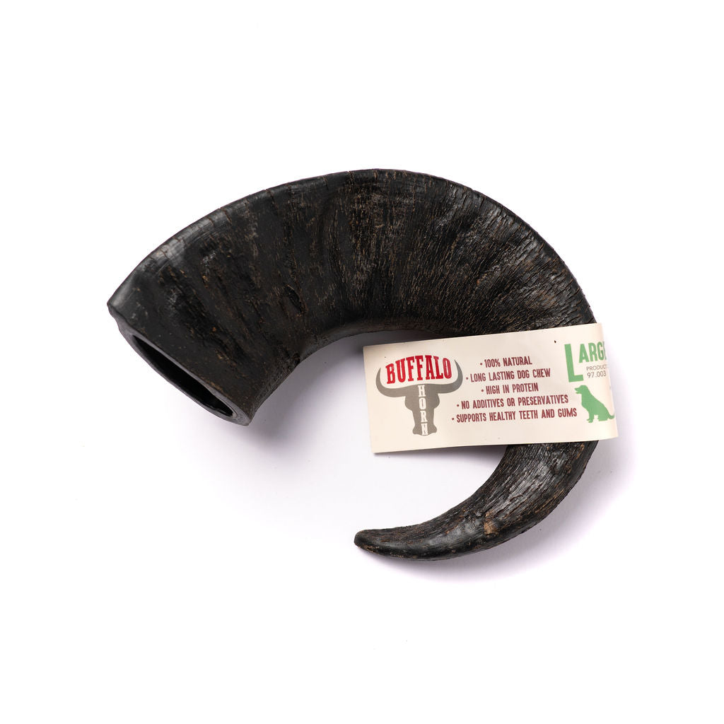 Buffalo Horn Large