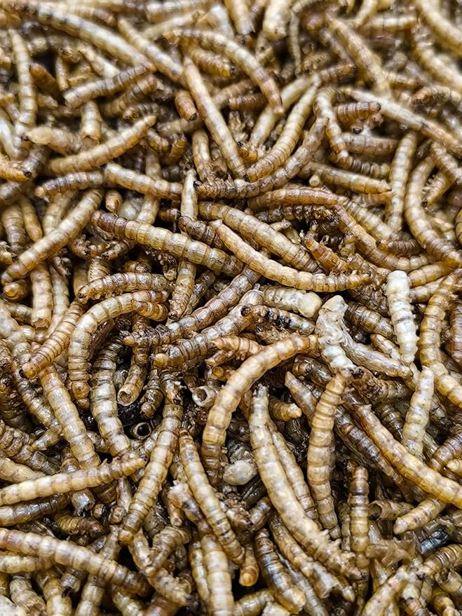 10kg Mealworms- Beewarm Wild Birds Food