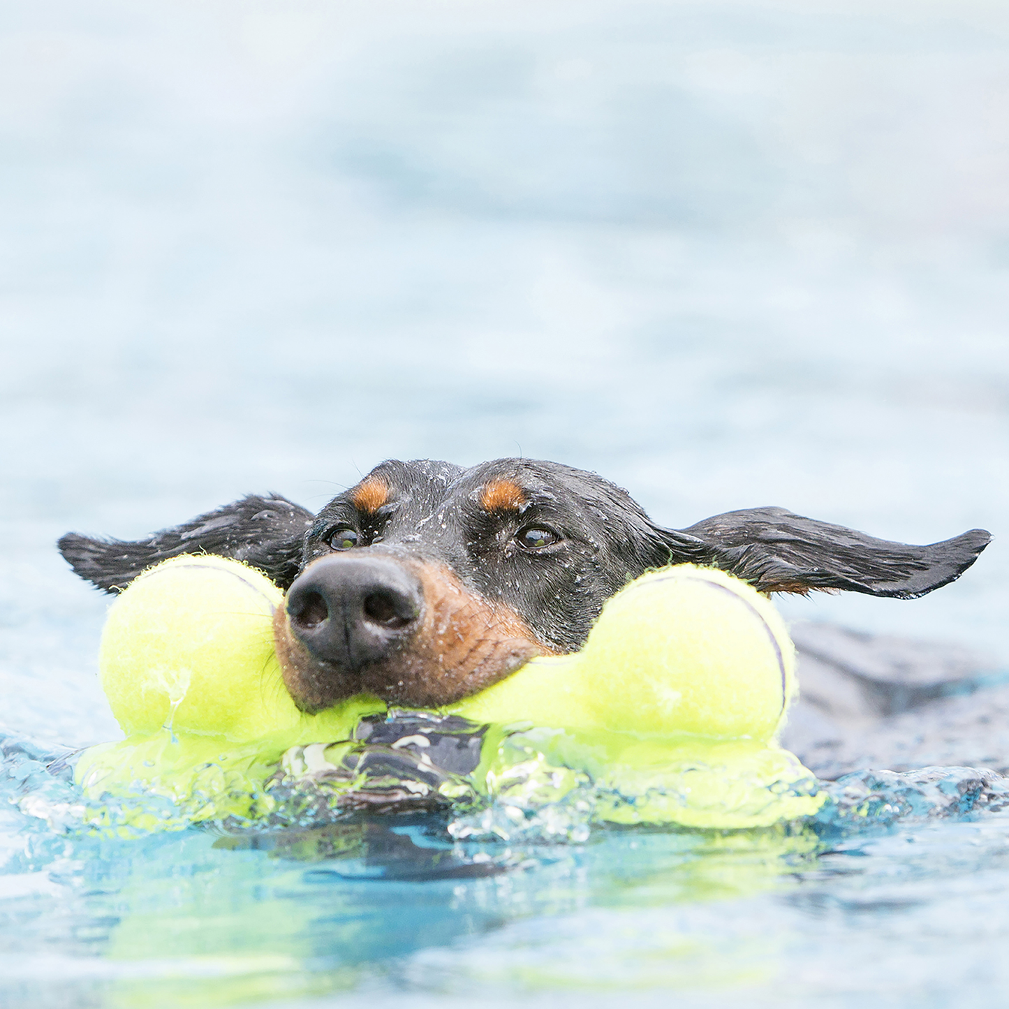 KONG AirDog Squeaker Bone - Small x 1