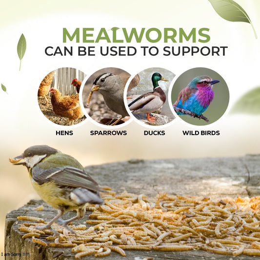 6kg Mealworms- Beewarm Wild Birds Food