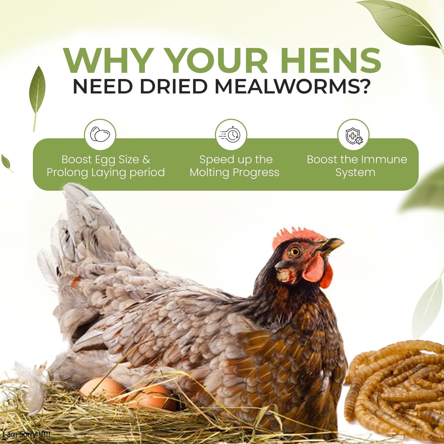 5L Bag Mealworms- Beewarm Wild Birds Food