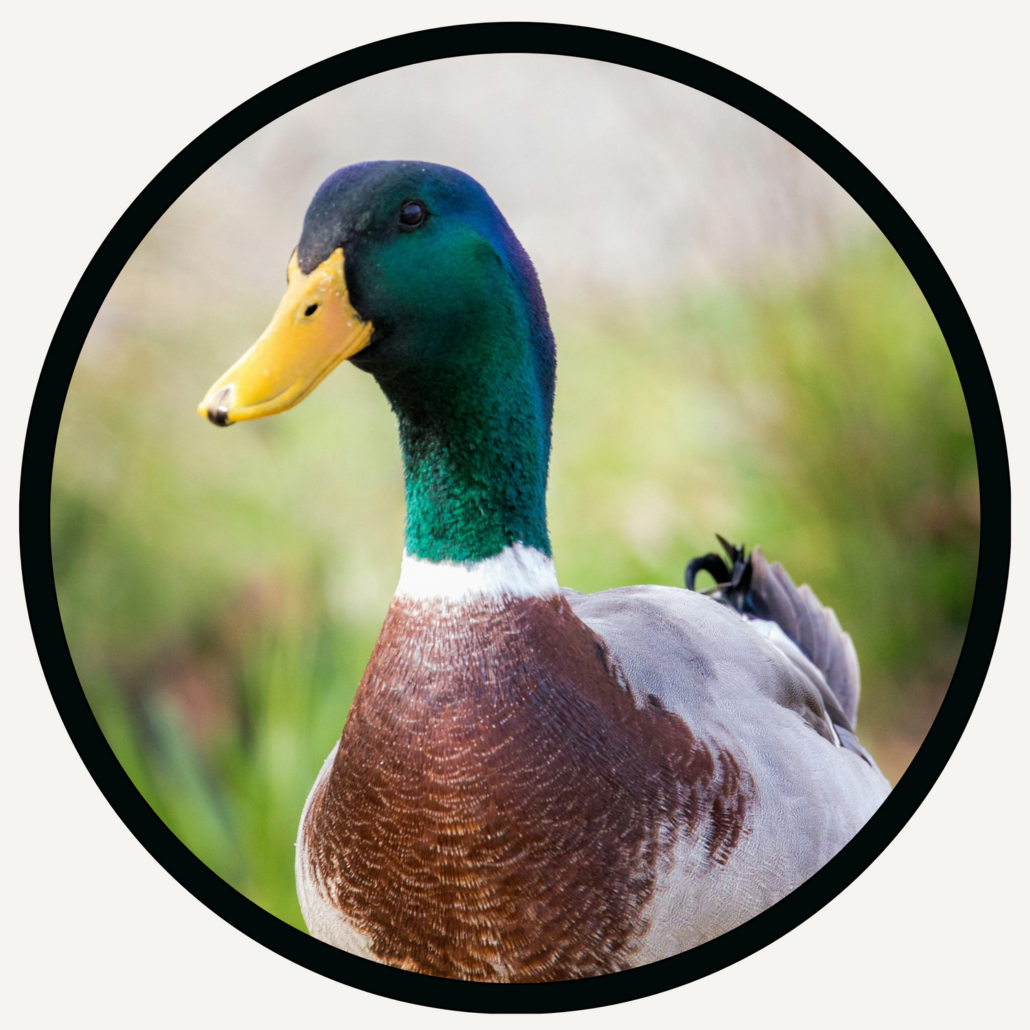 Ducks