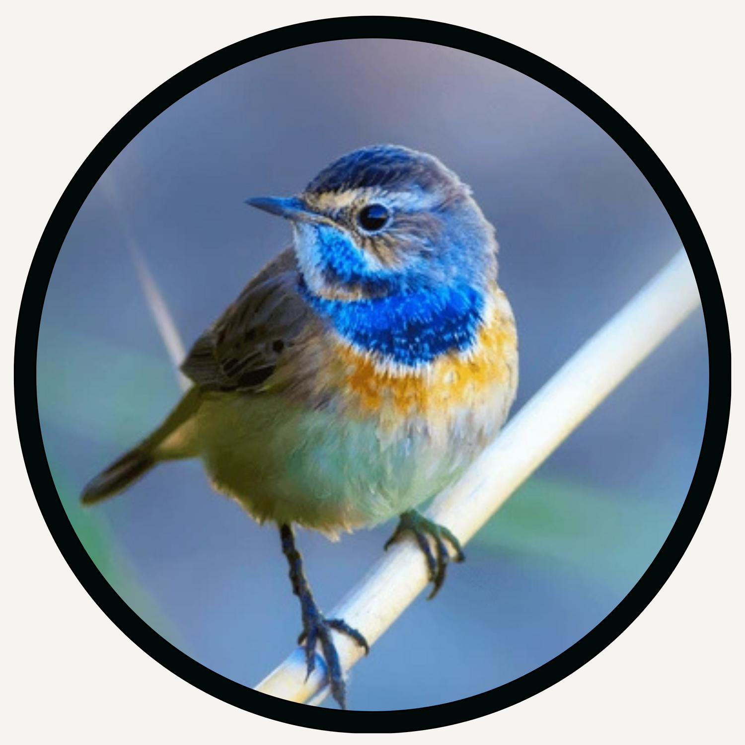 Birds