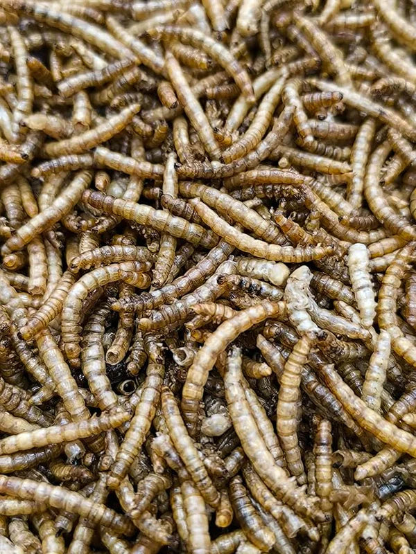 Mealworms