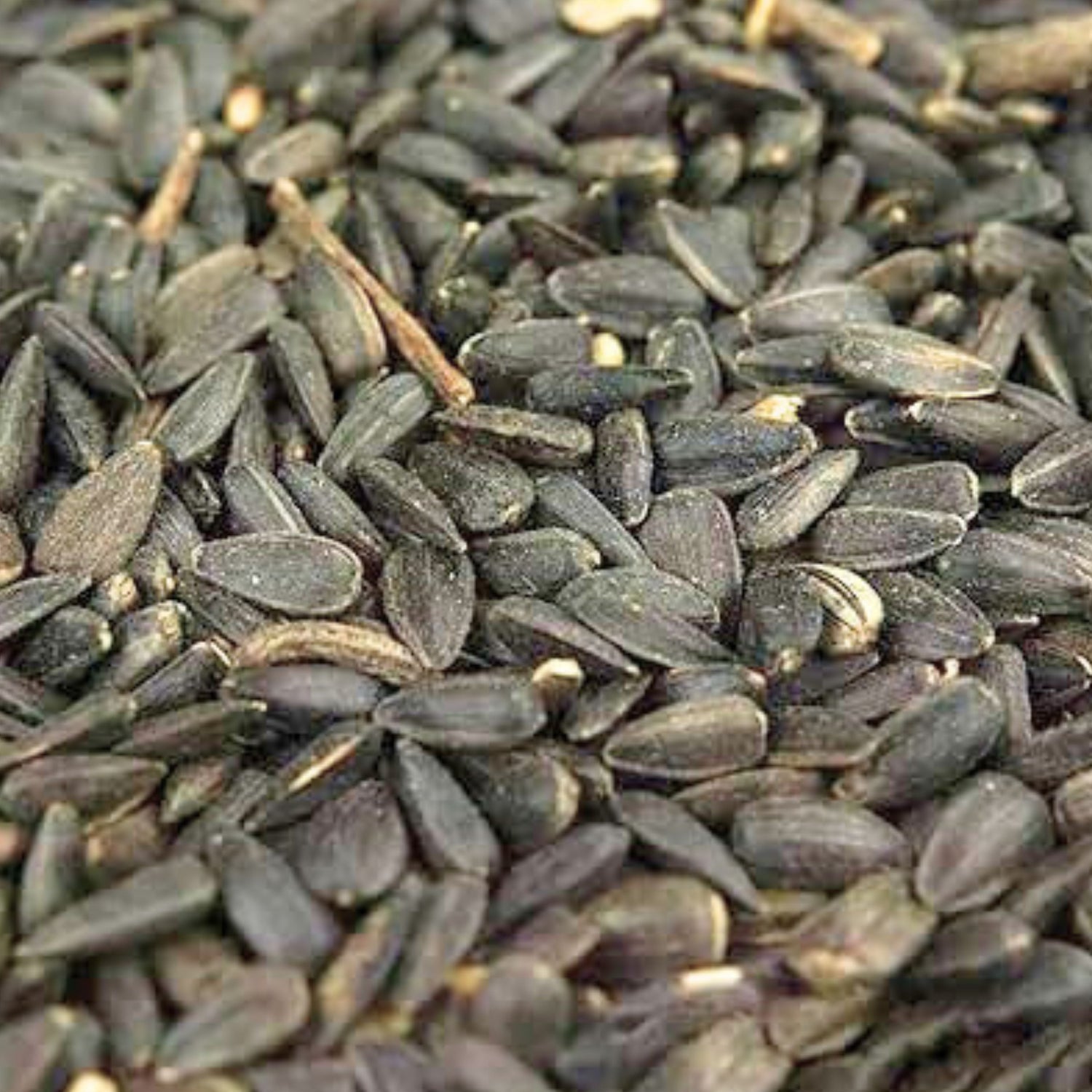 Black Sunflower Seeds