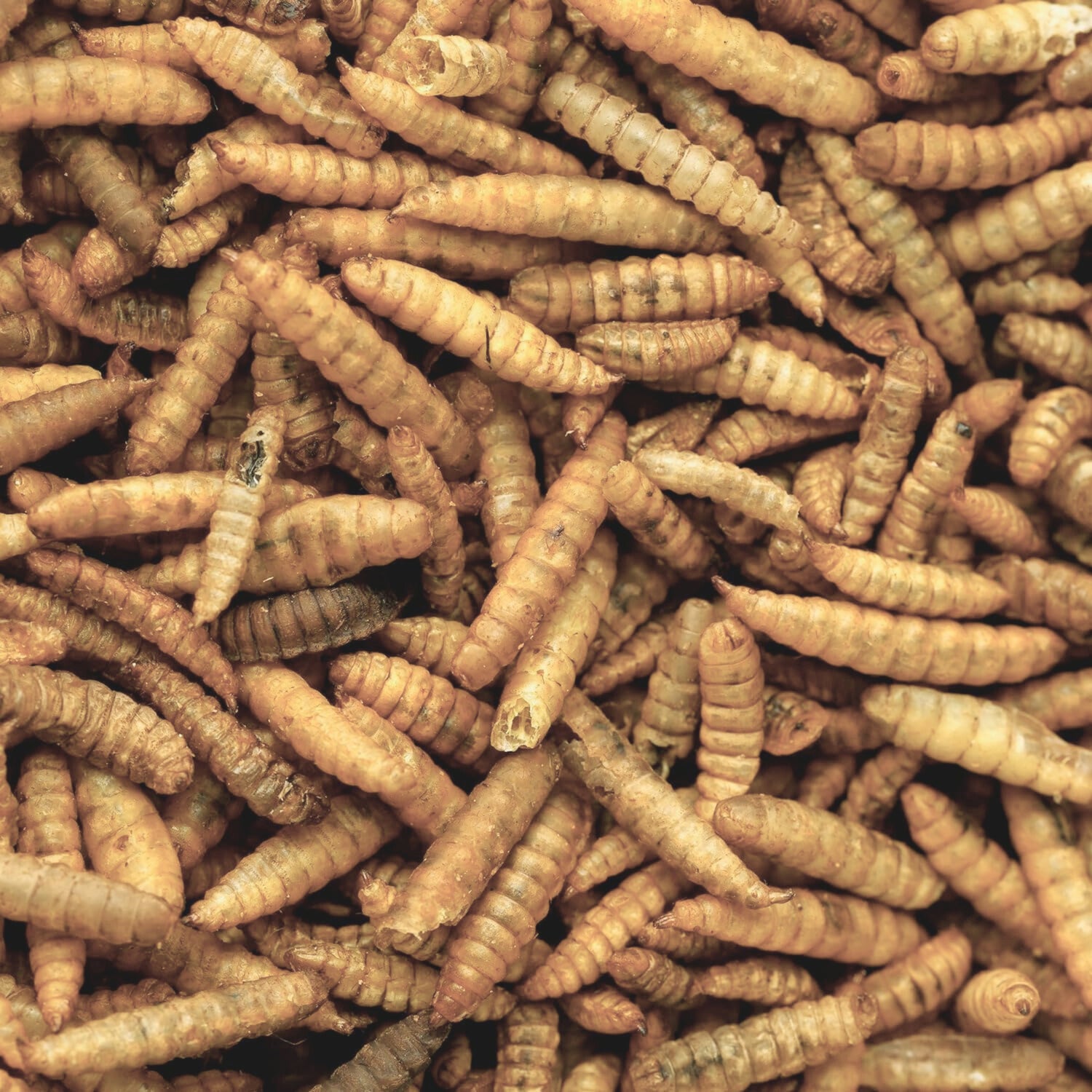 Calci Worms
