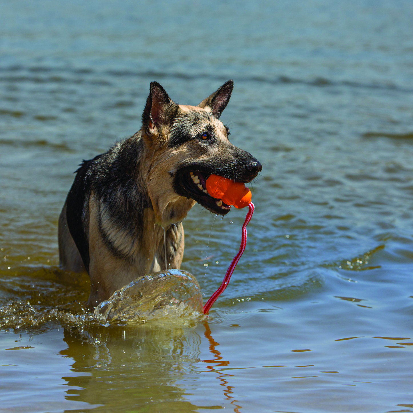 KONG Aqua (Floating Retrieval Toy) Medium x 1