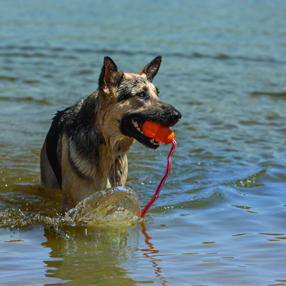 KONG Aqua (Floating Retrieval Toy) Medium x 1