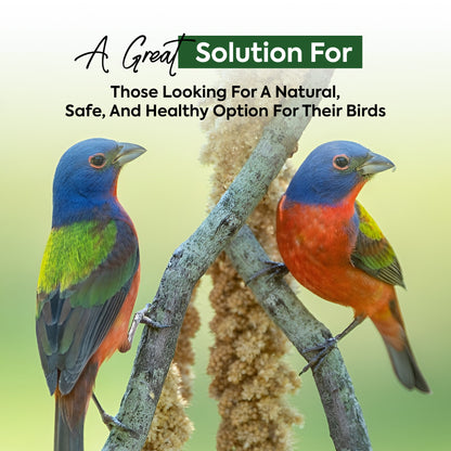 1 kg Millet Spray - Beewarm Wild Birds Food