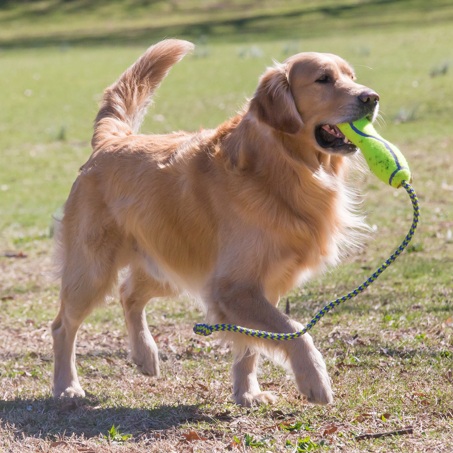 KONG AirDog Fetch Stick with Rope Medium x 1