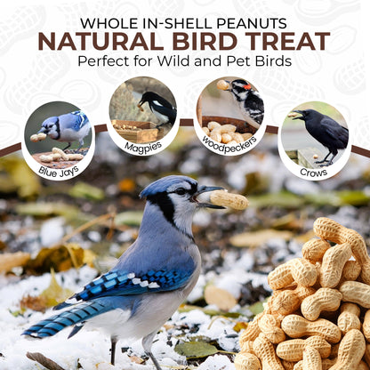 5L Tub Peanuts in Shell- Beewarm Wild Birds Food