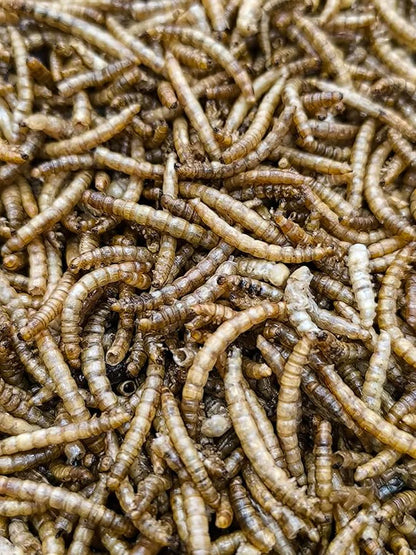 6kg Mealworms- Beewarm Wild Birds Food