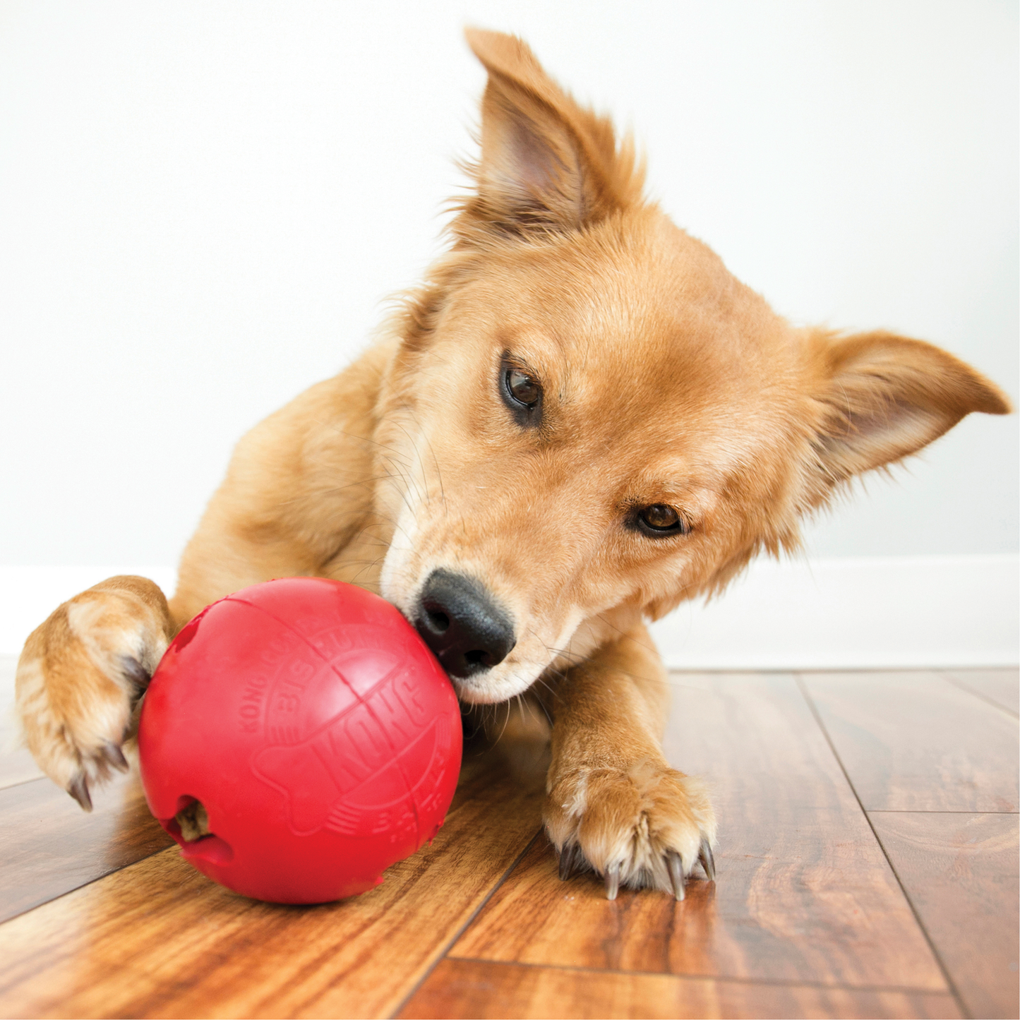 KONG Rubber Biscuit Ball - Small x 1