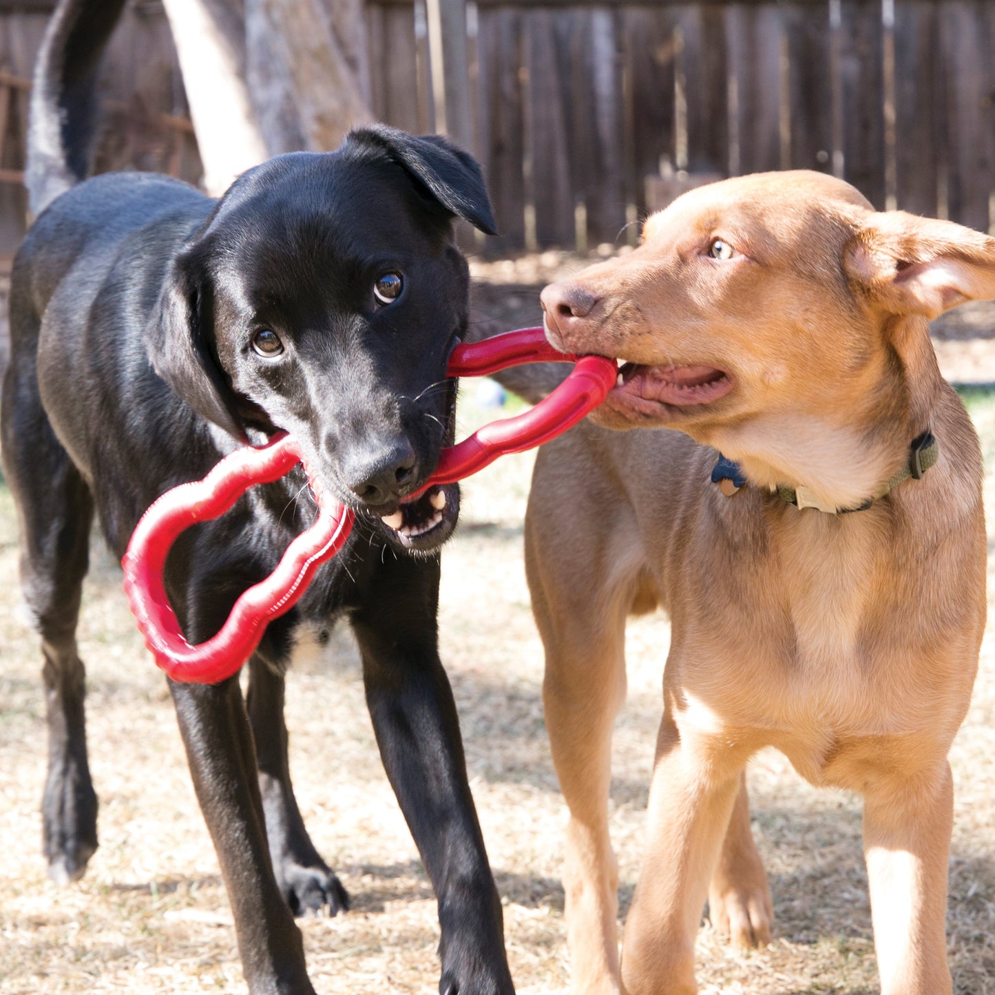 KONG Tug Toy x 1